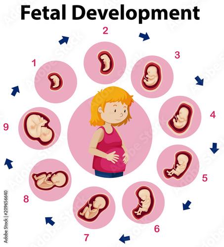 An Education Poster of Fetal Development