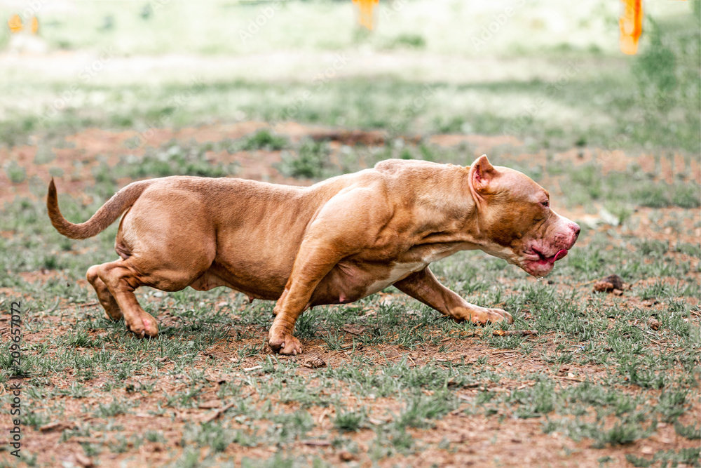 fighting dog in the park for a walk, Bull fighting dog in the park for a walk, Bull