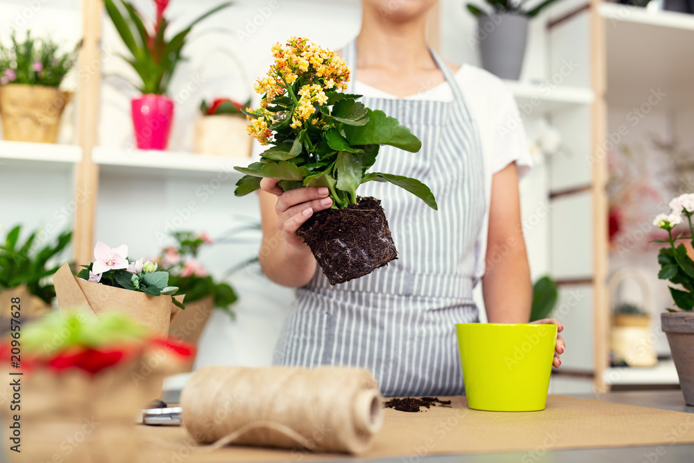 Planting process. Selective focus of a flower being put in a new pot Planting process. Selective focus of a flower being put in a new pot