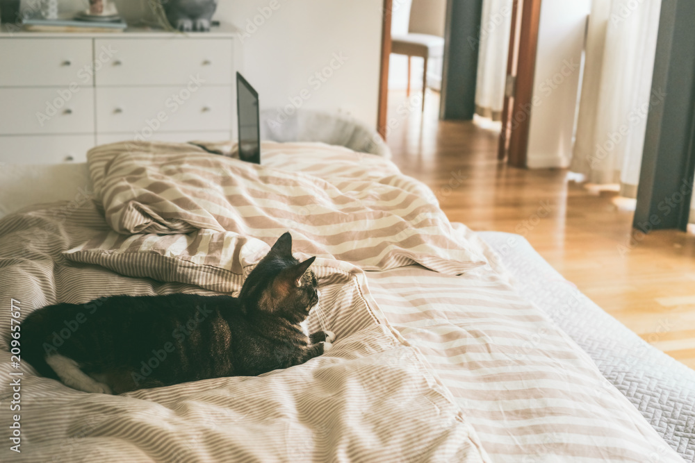 cat lies in bed in bedroom with large window. House still life. Cozy home  scene foto de Stock | Adobe Stock