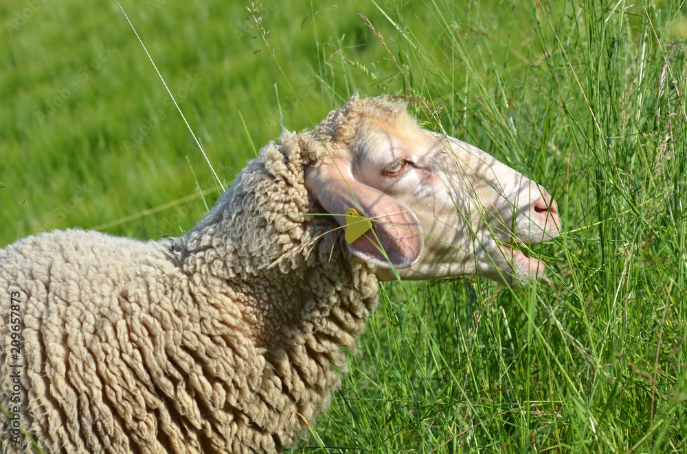 Obraz premium Schafe in der Rhön