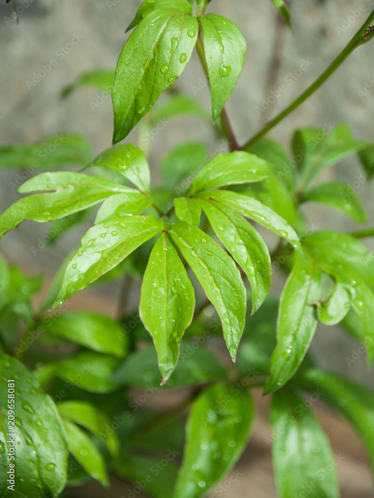 green foliage natural background green foliage natural background