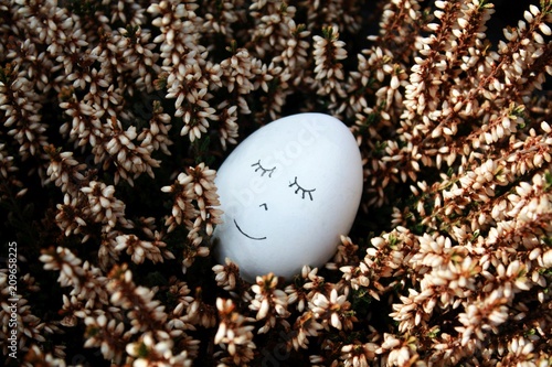 Photos White sweet dormant sleeping egg in heather plant flowers in Easter spring
