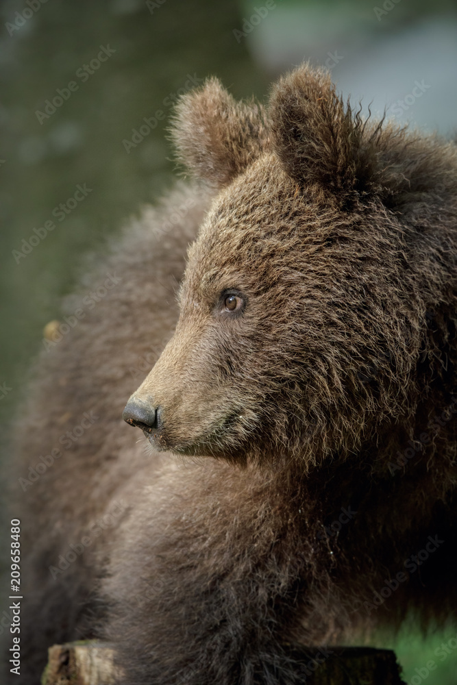 Amazing brown bear in Slovenia