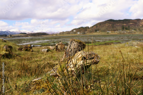 A old tree stump overgrown wild grass and view on the whole mud landscape in scotland