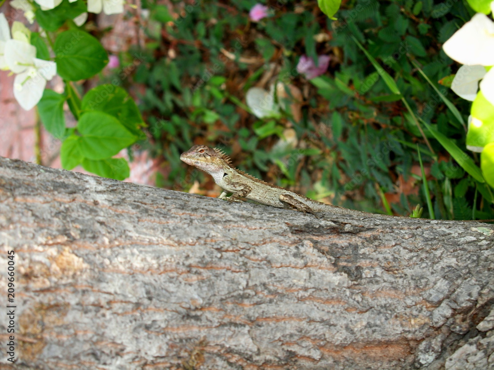 Lizard