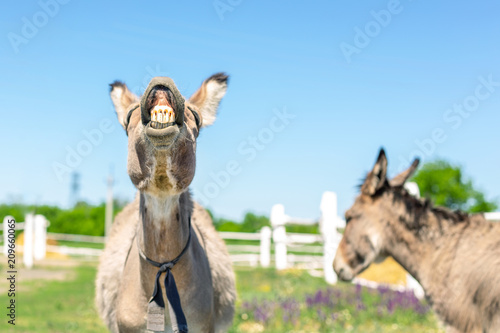 Photography Funny laughing donkey
