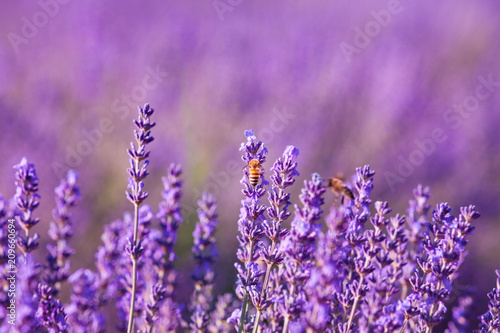 Impollinazione delle api, miele di lavanda, Provenza, Francia