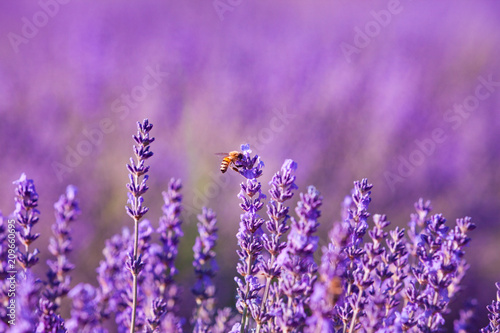 Obraz na plátně Impollinazione delle api, miele di lavanda, Provenza, Francia