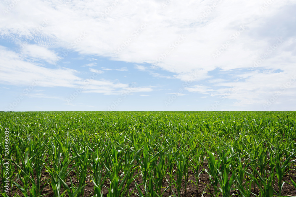 Field green with growing corn on a background of blue sky with clouds. Agriculture.Ukraine 