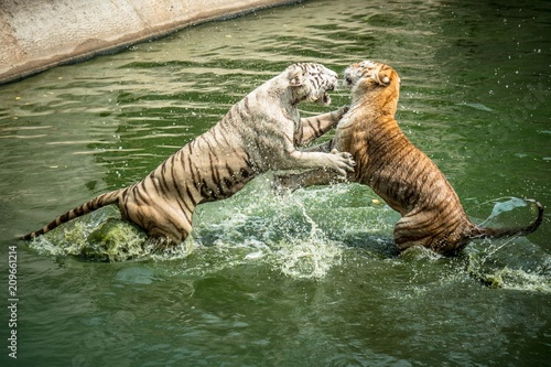 Two of tigers playing in the zoo photo