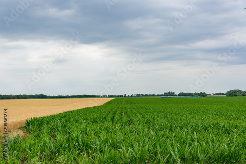 Green growing corn, planted in rows, the border with a field of crops against the blue sky with clouds. Agriculture.Ukraine