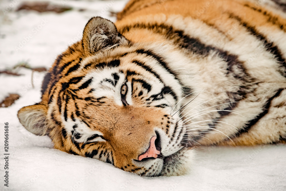 Obraz premium Portrait of the Tiger in winter