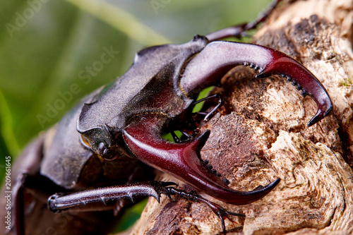 Extreme closeup.Stag beetle sitng on the wooden branch . beetles background.Macro.Stacked photo - deep focus image. photo