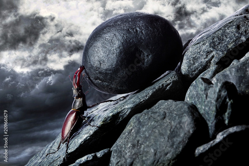 Foto Stug beetle pushing heavy stone boulder up on hill
