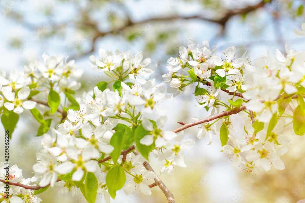 Fototapeta premium Cherry blossoms over blurred nature background