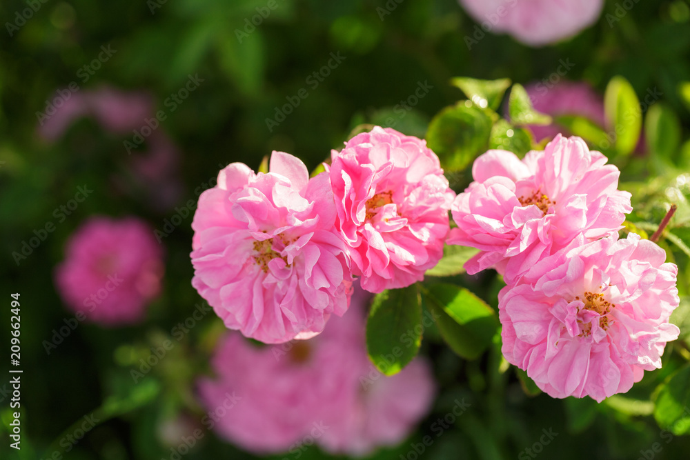 pink rose bush closeup on field background