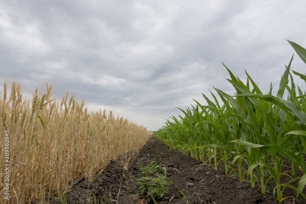 The boundary fields with maturing grain crop, rye, wheat or barley, the fields green with growing corn against the cloudy sky. Agriculture.Ukraine The boundary fields with maturing grain crop, rye, wheat or barley, the fields green with growing corn against the cloudy sky. Agriculture.Ukraine