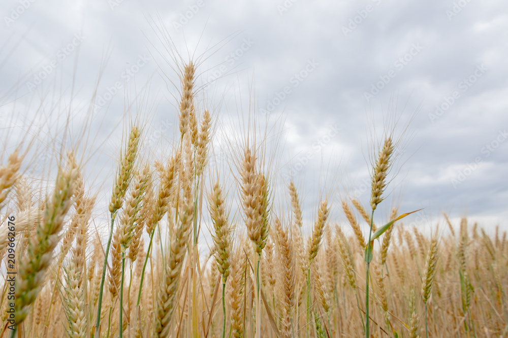 Field of ripening grain, barley, rye or wheat in the summer against the cloudy sky. Agriculture.Ukraine Field of ripening grain, barley, rye or wheat in the summer against the cloudy sky. Agriculture.Ukraine
