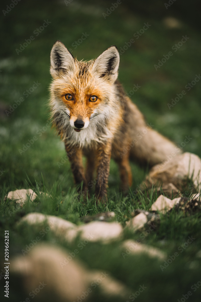 Naklejka premium Cute Red fox looking at the camera