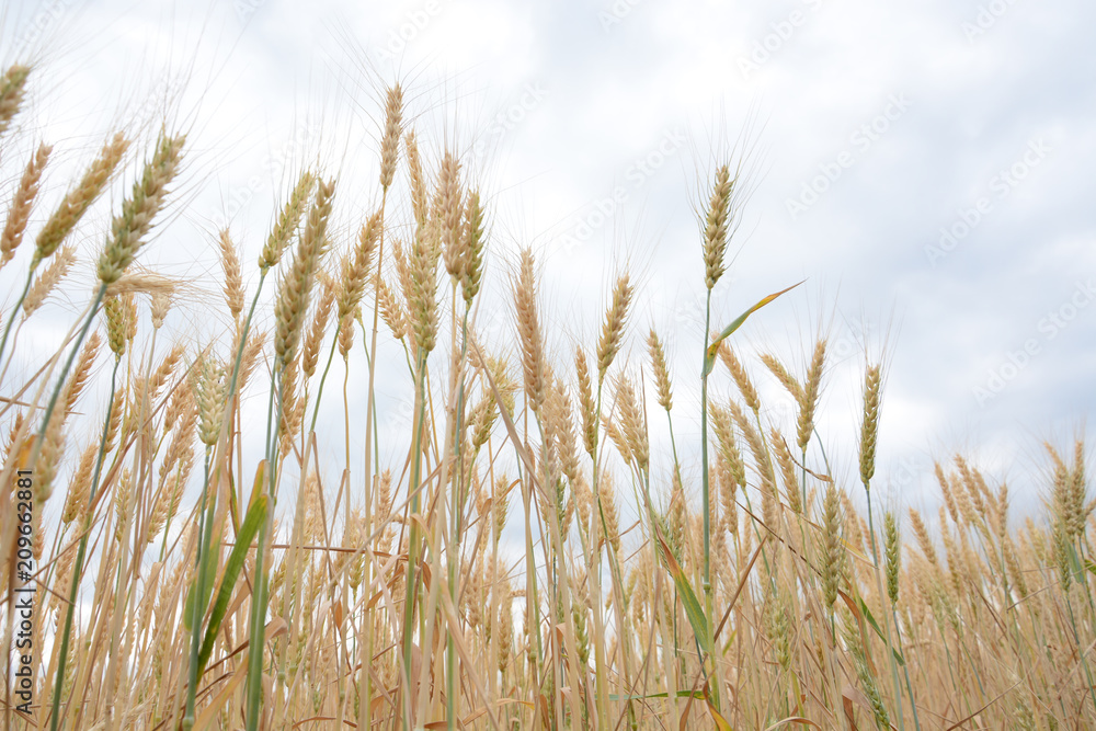 Field of ripening grain, barley, rye or wheat in the summer against the cloudy sky. Agriculture.Ukraine Field of ripening grain, barley, rye or wheat in the summer against the cloudy sky. Agriculture.Ukraine