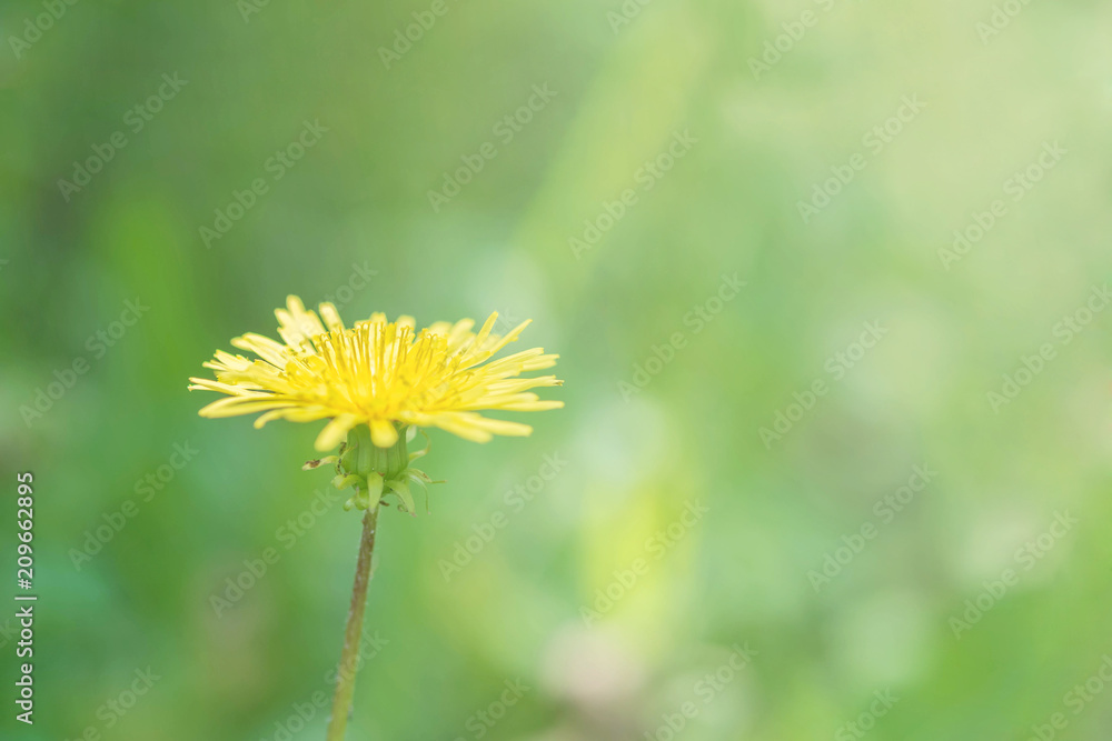 Closeup yellow flower in the garden textured background with copy space Closeup yellow flower in the garden textured background with copy space
