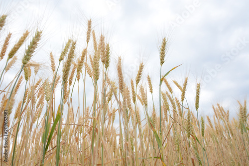 Field of ripening grain  barley  rye or wheat in the summer against the cloudy sky. Agriculture.Ukraine