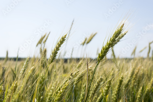Field of ripening grain, barley, rye or wheat in the summer against the cloudy sky. Agriculture.Ukraine