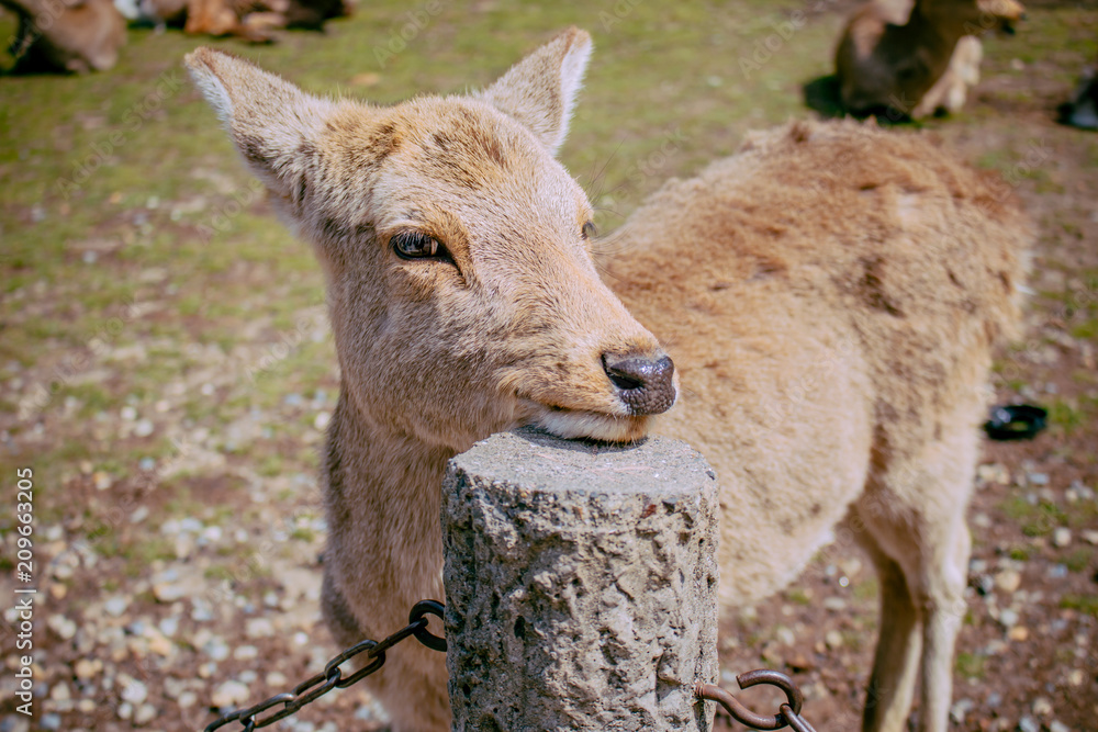 Cute Funny Deer Posing For Photo Cute Funny Deer Posing For Photo