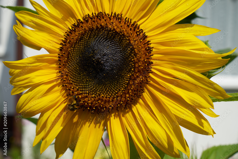 Obraz premium Sonnenblume in Nahaufnahme
