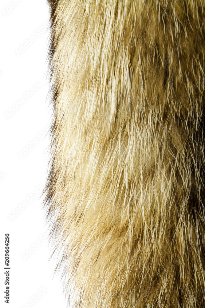 Fototapeta premium Fur texture. Raccoon dog fur.