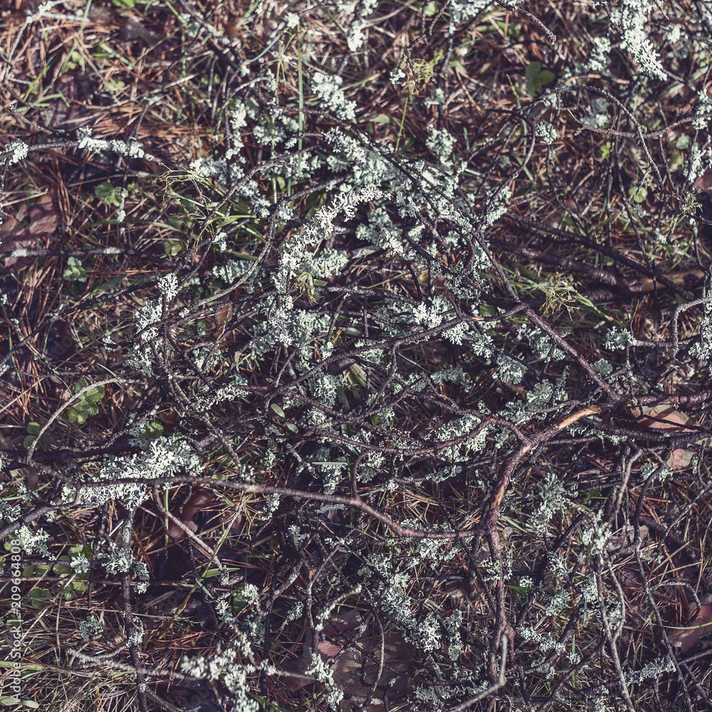 Forest moss and lichen on a spruce stump. Bushes of cranberries and different branches in the forest. Forest moss and lichen on a spruce stump. Bushes of cranberries and different branches in the forest.