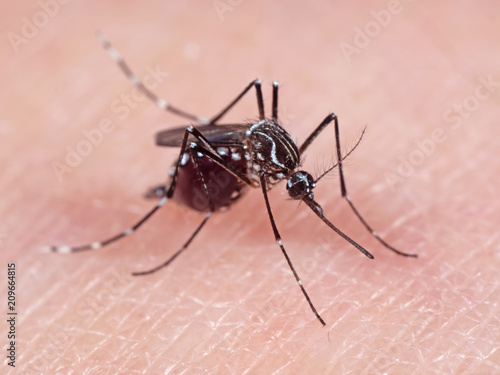 Macro Photo of Mosquito Prepared to Suck Blood on Human Skin