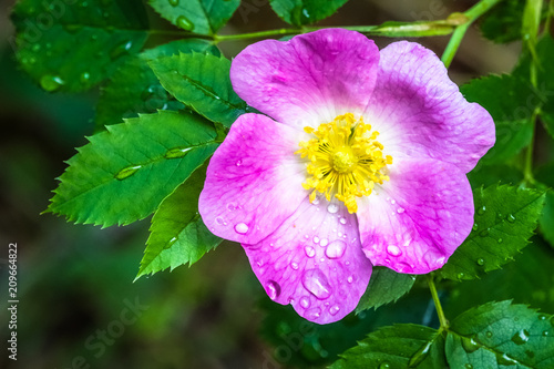 Rosa dumalis, glaucous dog ...