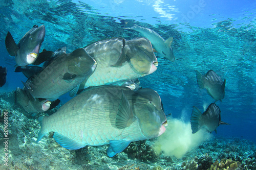Bumphead Parrotfish fish on coral reef  © Richard Carey