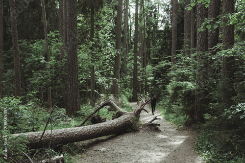 Fototapeta ścieżki w środku lasu