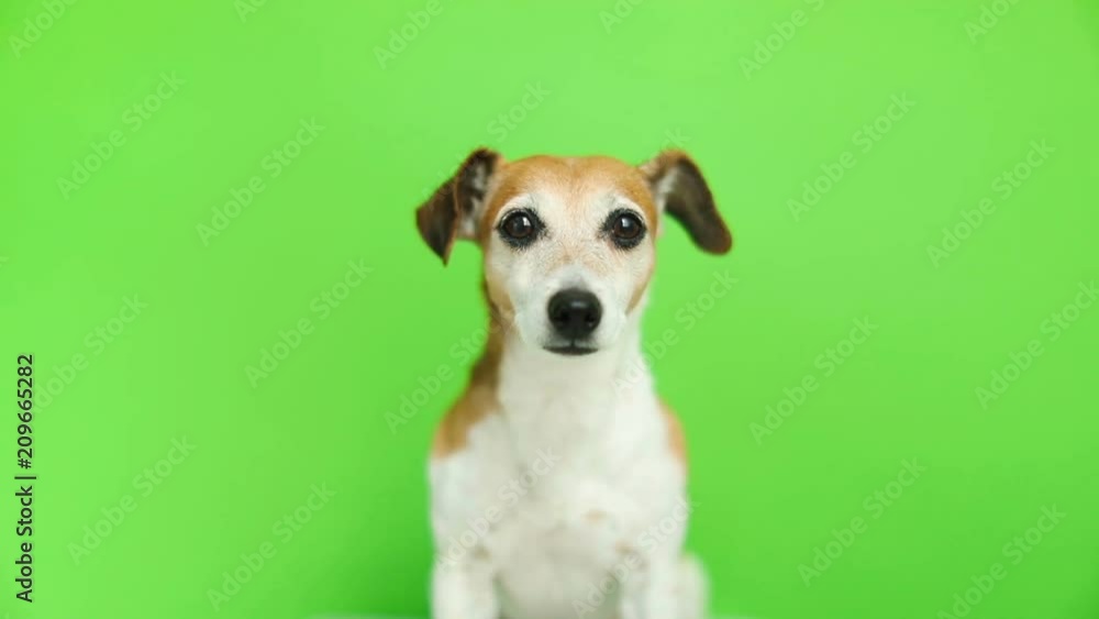 Adorable small dog looking to the cam. Video footage. Green chroma key background. Lovely pet Adorable small dog looking to the cam. Video footage. Green chroma key background. Lovely pet