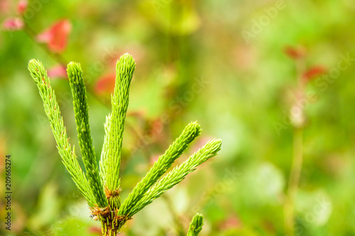 Close-up of a small young p...