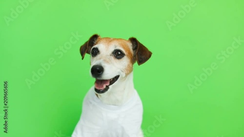 Smiling happy dog in white t-shirt portrait. Video footage. Green chroma key background. Lovely white Jack Russell terrier dog. photo