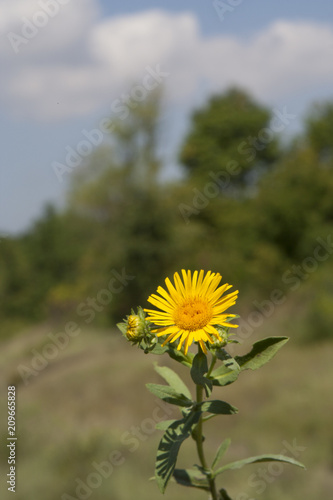 Natural background with a flower in the foreground looking into the sky 