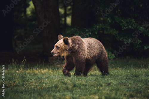 Wild brown bear walking in ...