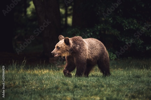 Wild young bear walking on ...