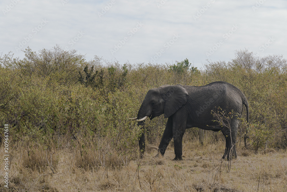 Fototapeta premium Elephant