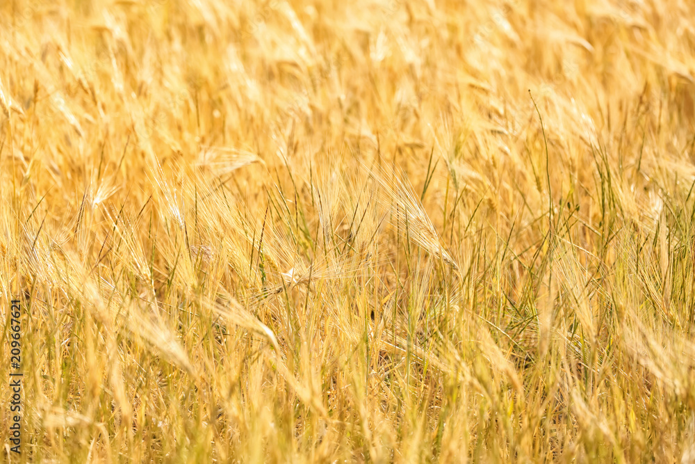 Fototapeta premium Wheat field on sunny day, closeup