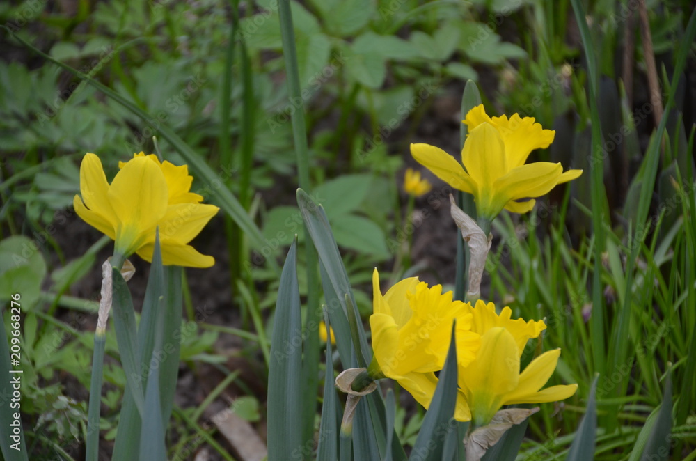 Obraz premium flower spring