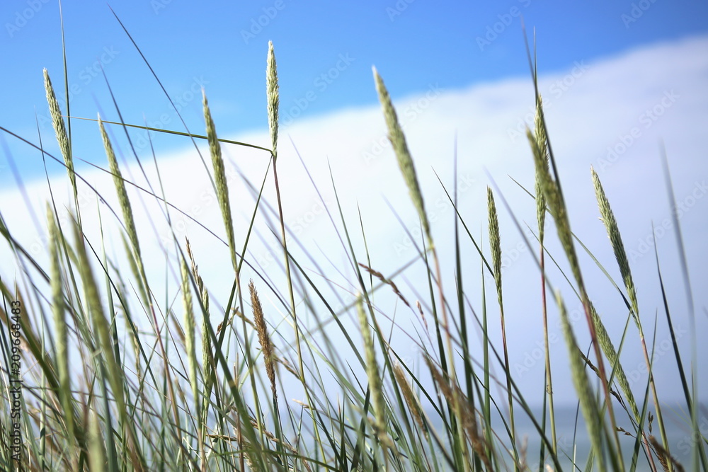 Dune grass on the beach of the Baltic sea. Wild grass on coast of sea in summer as background.