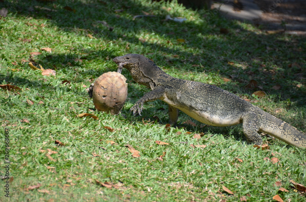 Obraz premium Monitor lizard Varanus asia