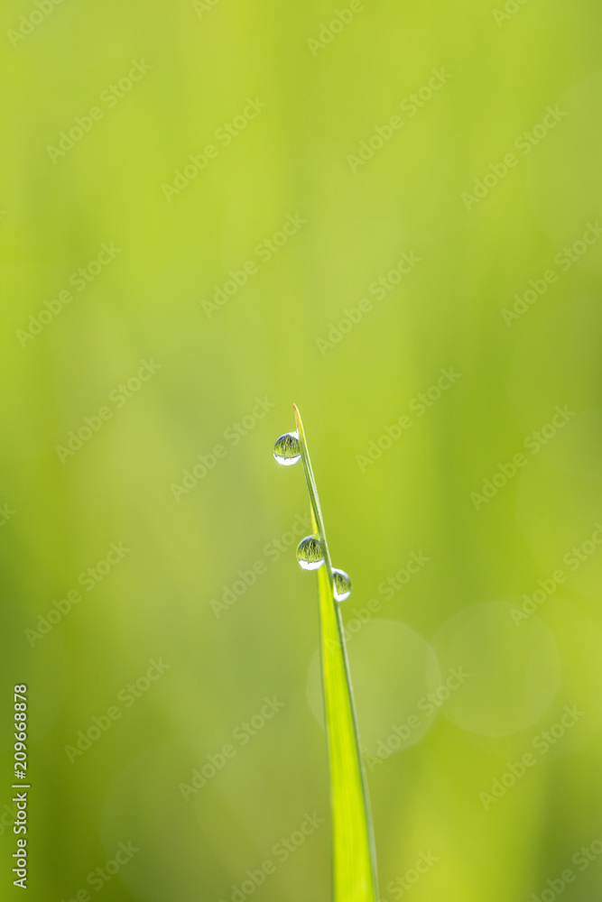 Green rice stem background with water drops, grass stalks with water drops, herbal background in Bali, Indonesia. Close up, macro Green rice stem background with water drops, grass stalks with water drops, herbal background in Bali, Indonesia. Close up, macro