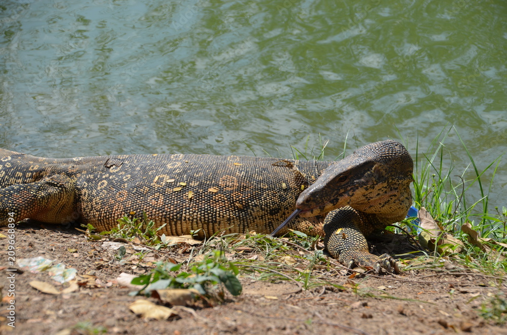 Obraz premium Monitor lizard Varanus asia
