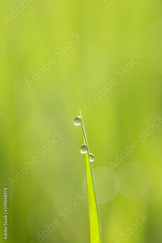 Green rice stem background with water drops, grass stalks with water drops, herbal background in Bali, Indonesia. Close up, macro © OlegD